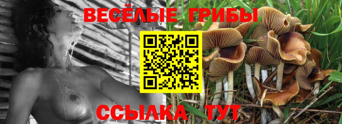 Галлюциногенные грибы MAGIC MUSHROOMS  где продают наркотики  Псилоцибиновые грибы GOLDEN TEACHER  Нурлат  Вход с VPN 